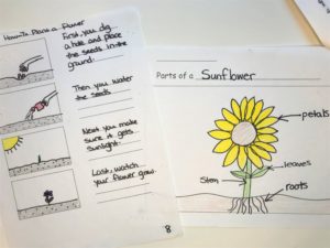 Informational Writing: Teaching All About Books